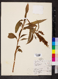 Rumex triangulivalvis image