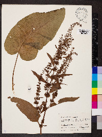 Rumex obtusifolius image