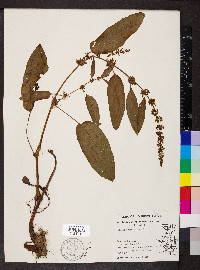 Rumex obtusifolius image