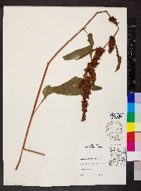 Rumex obtusifolius image