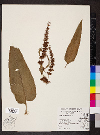 Rumex obtusifolius image