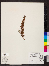 Rumex obtusifolius image