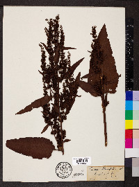 Rumex obtusifolius image