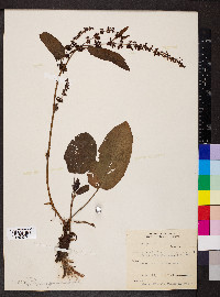 Rumex obtusifolius image