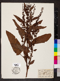 Rumex obtusifolius image