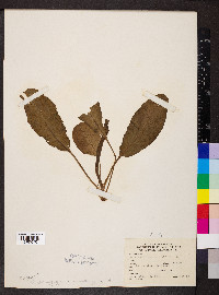 Rumex obtusifolius image