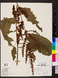 Rumex obtusifolius image