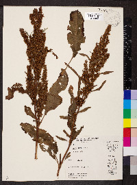 Rumex obtusifolius image