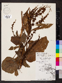 Rumex obtusifolius image