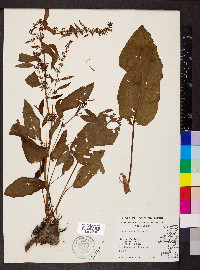 Rumex obtusifolius image