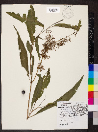 Rumex verticillatus image