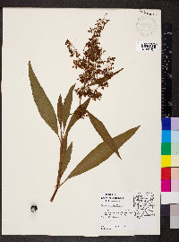 Rumex verticillatus image