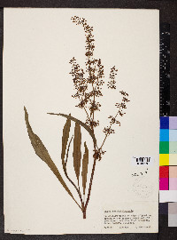 Rumex verticillatus image