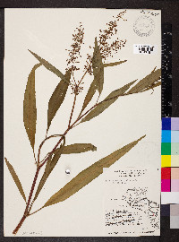 Rumex verticillatus image