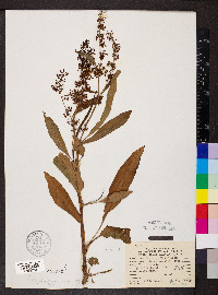 Rumex verticillatus image