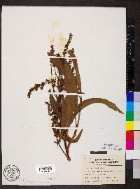 Rumex verticillatus image