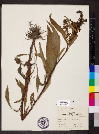 Rumex verticillatus image