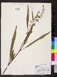 Rumex verticillatus image