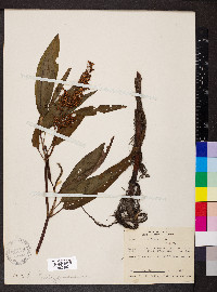 Rumex verticillatus image