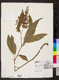 Rumex verticillatus image