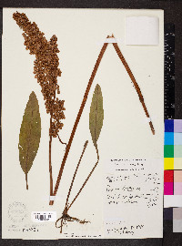 Rumex hydrolapathum image