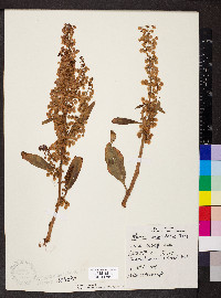 Rumex hydrolapathum image