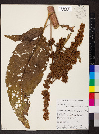 Rumex patientia image