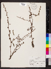 Rumex pulcher image