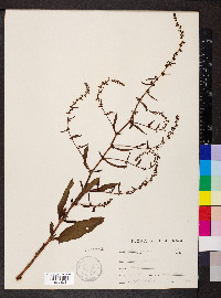 Rumex pulcher image