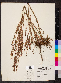 Rumex hastatulus image