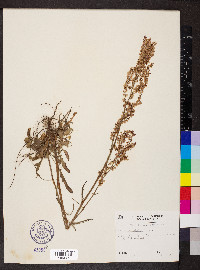 Rumex hastatulus image