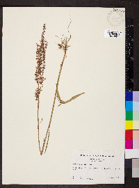 Rumex hastatulus image