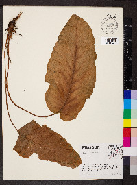 Rumex obtusifolius image