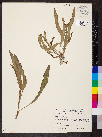 Rumex chrysocarpus image