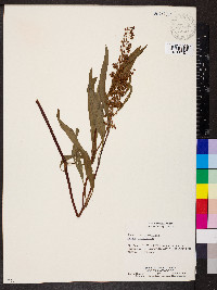 Rumex altissimus image