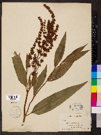 Rumex altissimus image