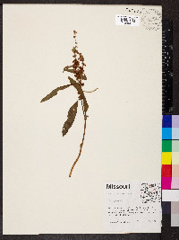 Rumex altissimus image