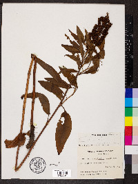 Rumex altissimus image