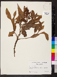 Rumex altissimus image