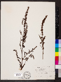 Rumex altissimus image