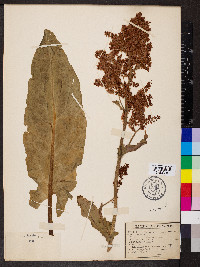 Rumex acetosa image