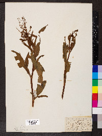 Rumex salicifolius image