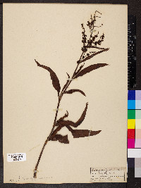 Rumex salicifolius image