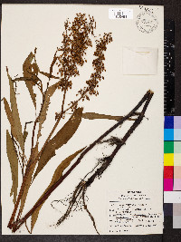 Rumex verticillatus image