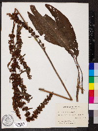 Rumex verticillatus image