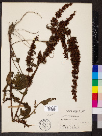 Rumex verticillatus image