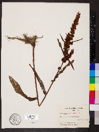 Rumex verticillatus image