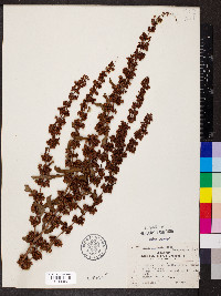 Rumex mexicanus image