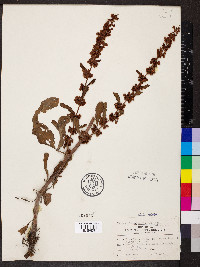 Rumex mexicanus image