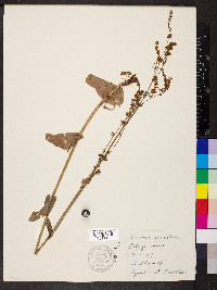 Rumex acetosa image